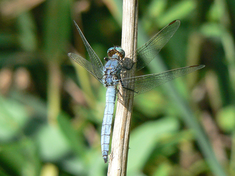 Tutti Orthetrrum coerulescens?